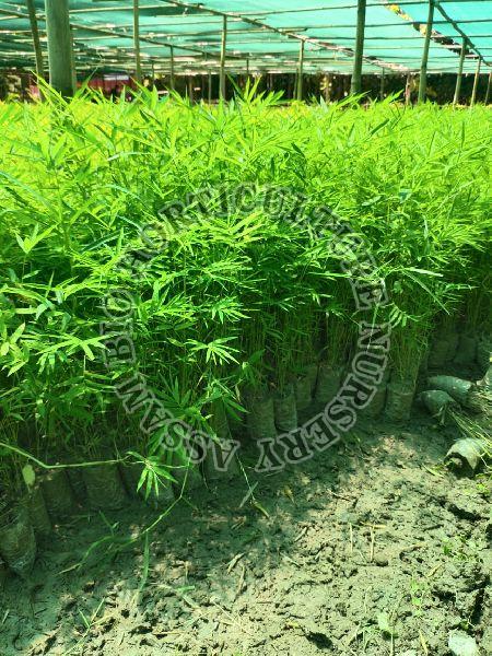 Polymorpha Bamboo White Bag Plant, for Filed Use