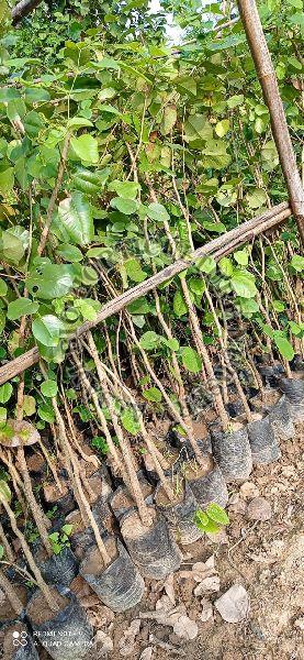 red sandalwood plant