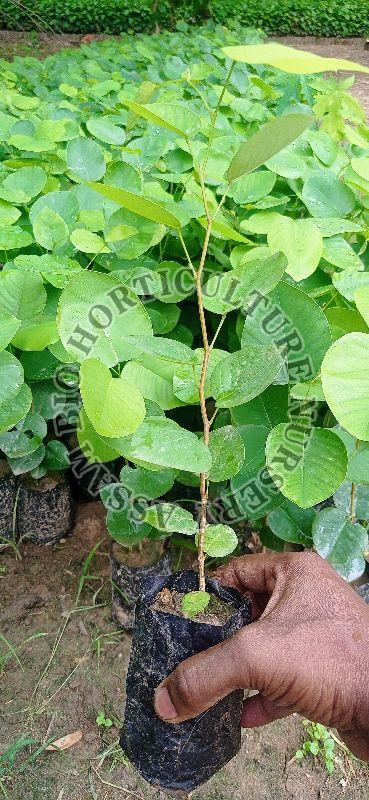 Red sandalwood plants, for Plantation