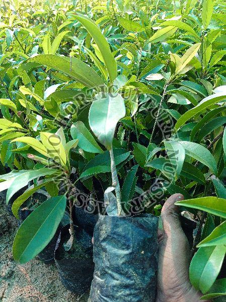 chikoo sapodilla plant