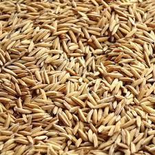 Brown Natural Paddy Seeds, for Agriculture, Packaging Type : Gunny Bag