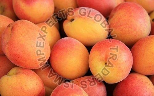 Organic Fresh Apricot, for Human Consumption, Shelf Life : 10 Days
