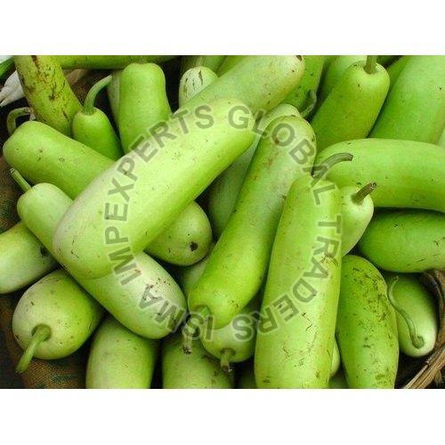 Fresh Bottle Gourd, Shelf Life : 10 Days