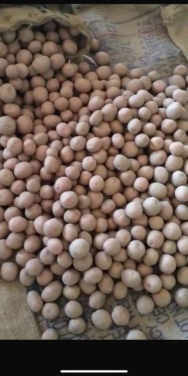 Lr Potato Seed, For Food, Agriculture, Yield : 300-350 Bags /acre