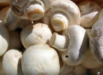 Button mushrooms, Certification : Organic