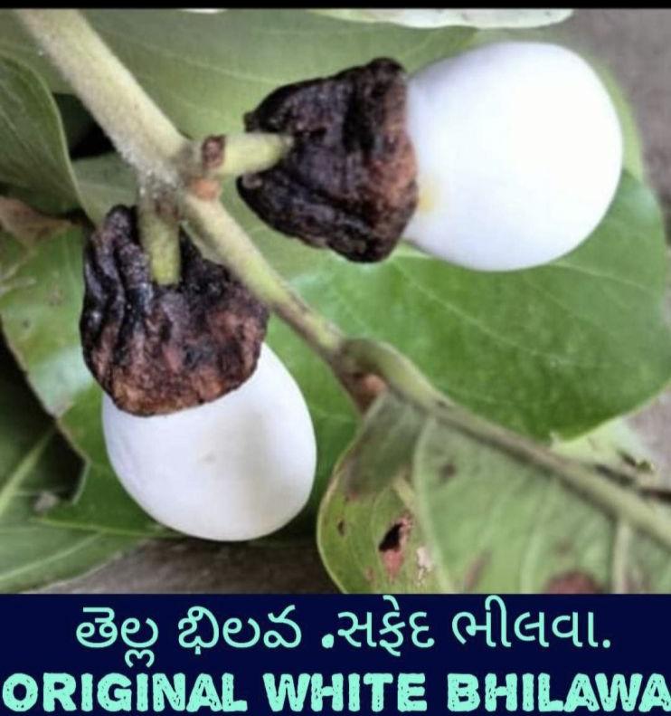 white bhilava seeds