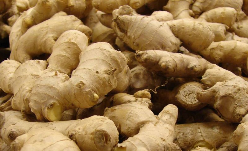 Brown Whole Fresh Ginger, for Human Consumption, Shelf Life : 15 Days