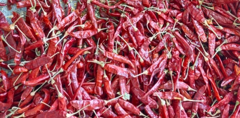 Dry Red Chilli, Packaging Type : Plastic Packet