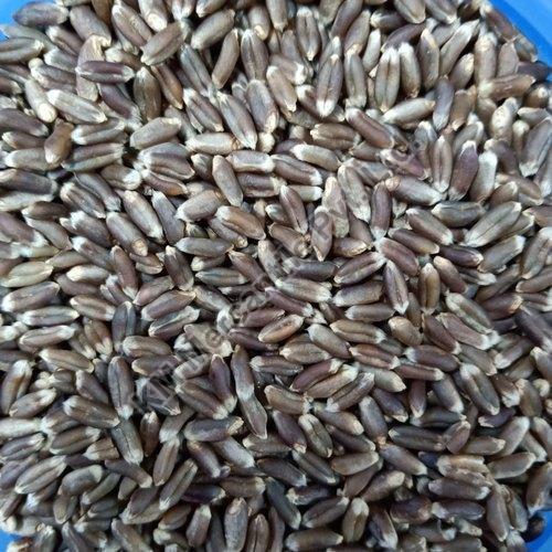Seeds Natural Black Wheat, for Bakery Products, Packaging Type : Gunny Bag