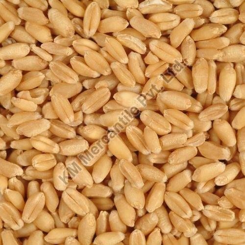 Seeds Natural Golden Wheat, for Used Making Flour, Packaging Type : PP Bags