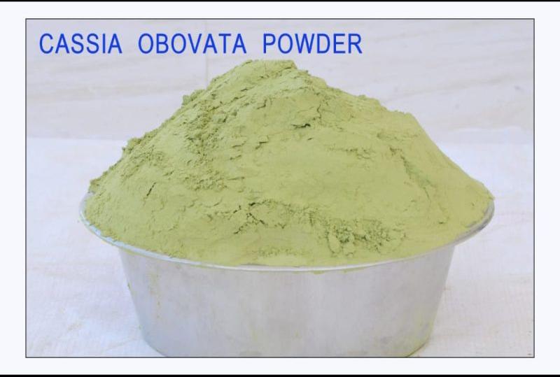 Cassia Obovata Powder