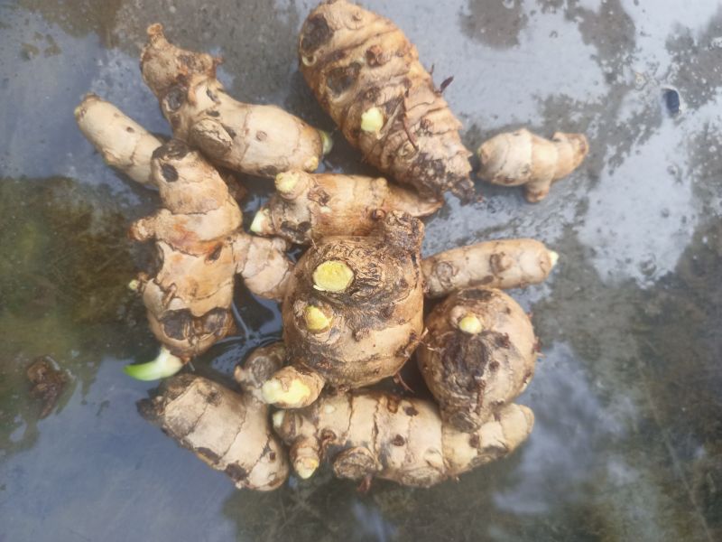 Roots Curcuma aromatica, for Herbal Products, Ayurvedic Products, Packaging Type : Bag