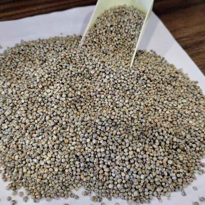 Fine Processed Natural Indian Green Millet, for Cooking, Packaging Type : Gunny Bag