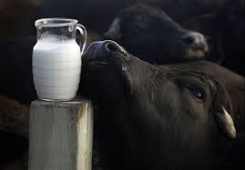 Liquid Buffalo Milk, for Direct Consumption, Color : White