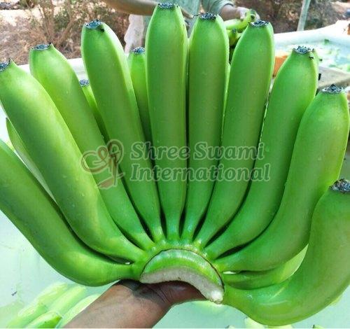 Natural Cavendish Green Banana for Cooking, Food Processing
