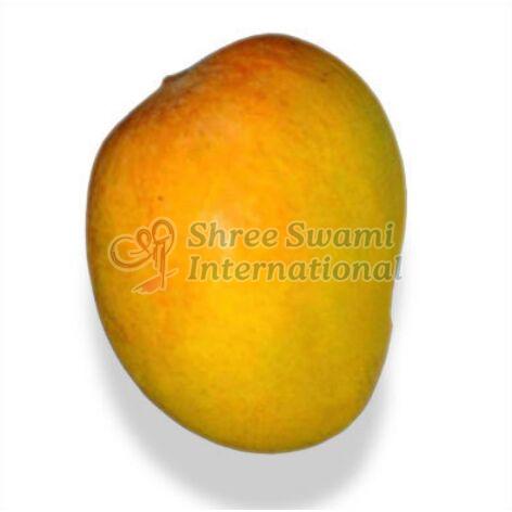 Organic Totapuri Mango for Human Consumption