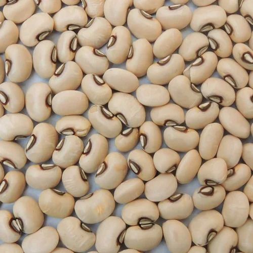 Natural Cow Pea Seeds, for Cooking, Style : Dried at Best Price in ...