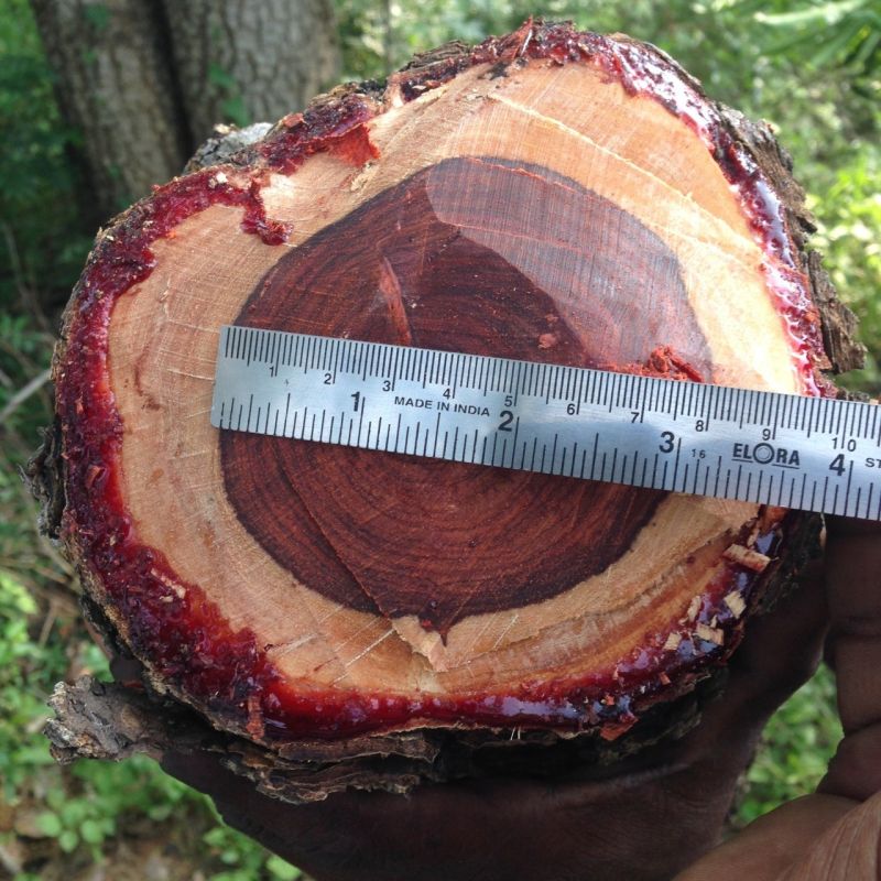 Red sandalwood, Shape : Round
