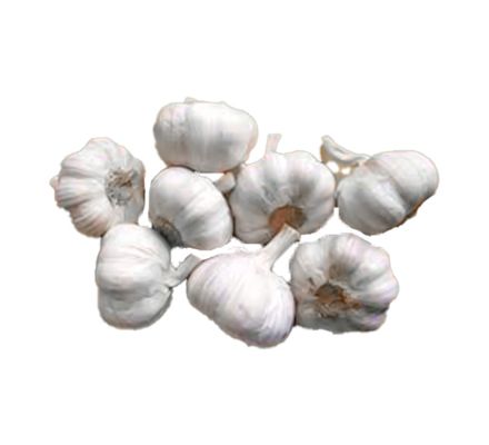 agrifound parvathi garlic