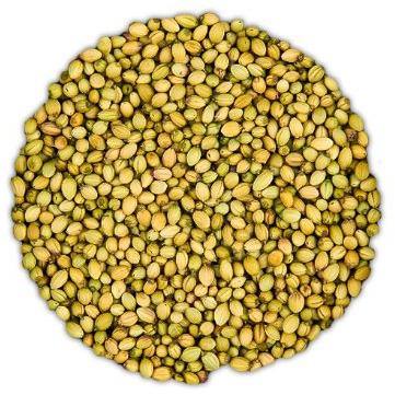 Raw Natural double parrot coriander seed, Purity : 97%