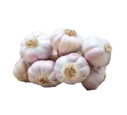 yamuna safed-3 garlic
