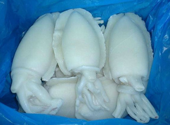 Frozen Cuttlefish, for Cooking, Packaging Type : Box