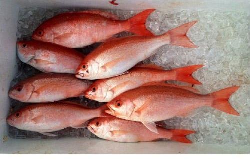 Frozen Red Snapper Fish