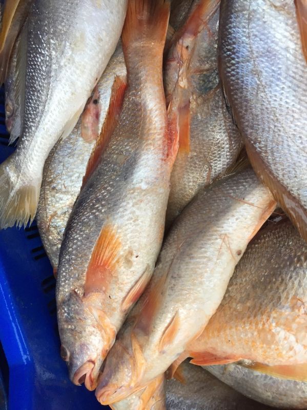 Frozen Yellow Croaker Fish