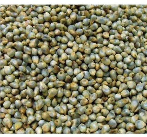 Natural Green Millet Seeds, for Cooking, Cattle Feed, Style : Dried