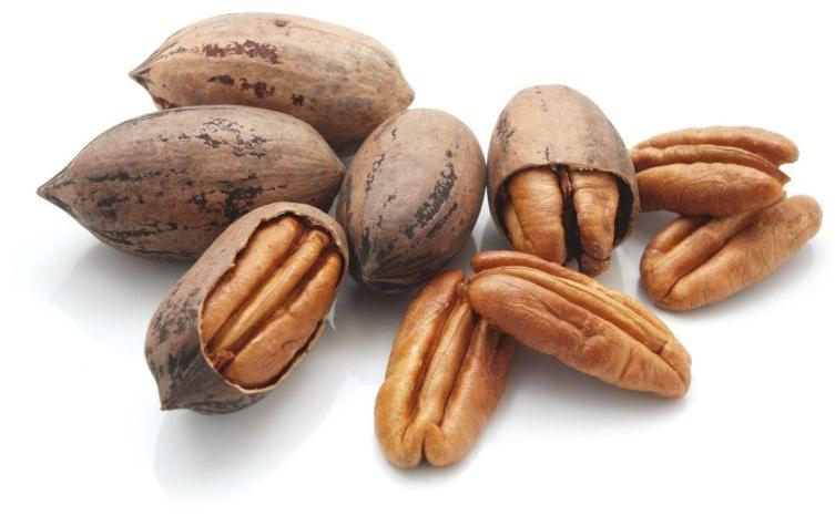 Pecan Nuts, Feature : High In Protein
