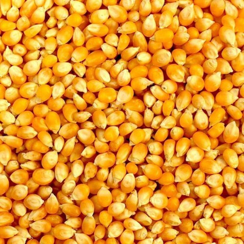 Yellow Corn Seeds