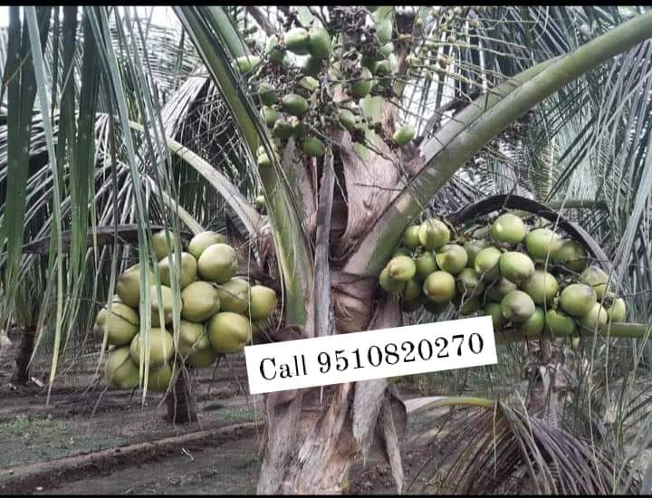 dt hybrid coconut plant