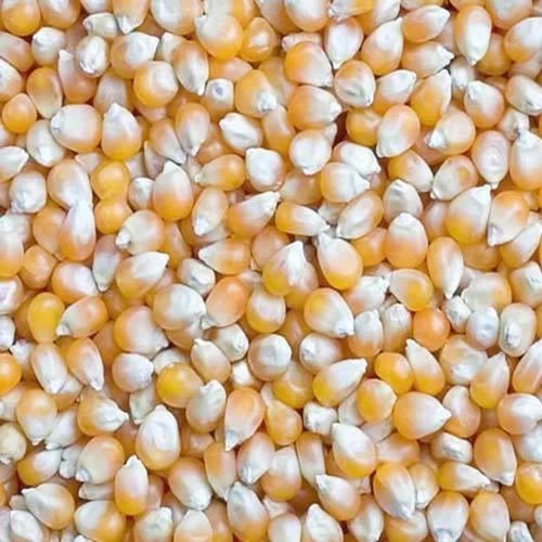 Yellow Dried Corn Seeds, for Human Consuption, Shelf Life : 6 Months