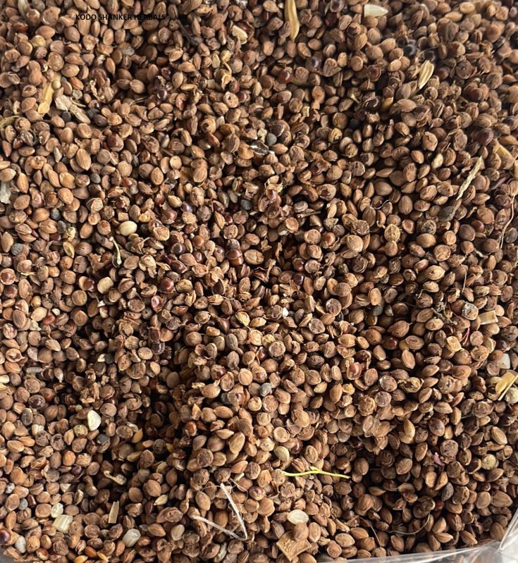 Raw Kodo Millets, for Agriculture, Packaging Type : PP Bag