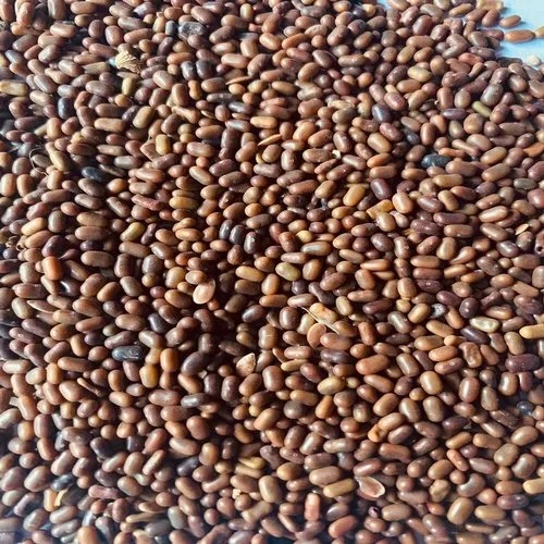 Dried Natural Sesbania Seeds, Packaging Type : Loose