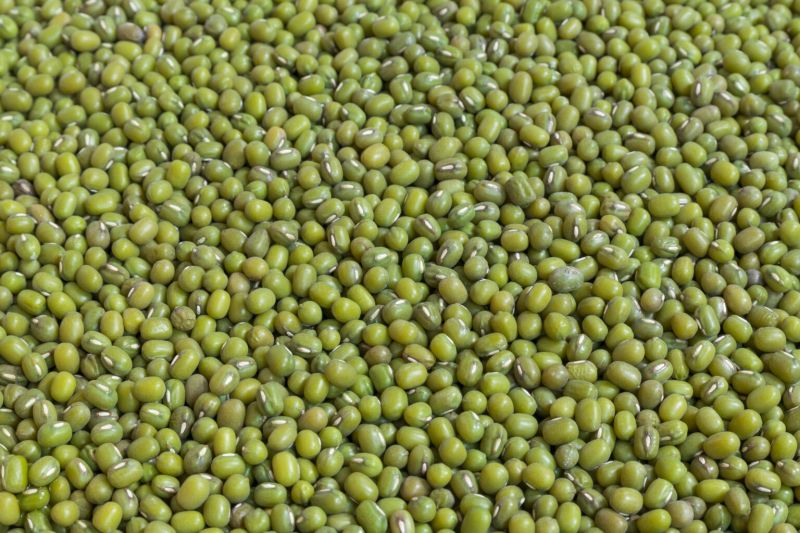 Natural Green Mung Beans, for Cooking, Grade Standard : Food Grade