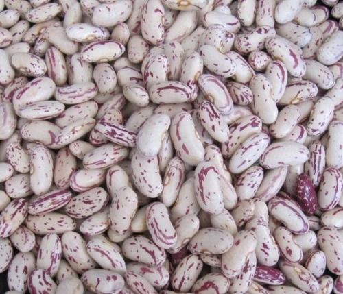 Natural Light Speckled Kidney Beans, For Cooking, Grade Standard : Food Grade