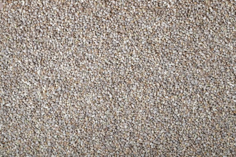 Common Natural Grey Millet, for Cooking, Cattle Feed, Style : Dried