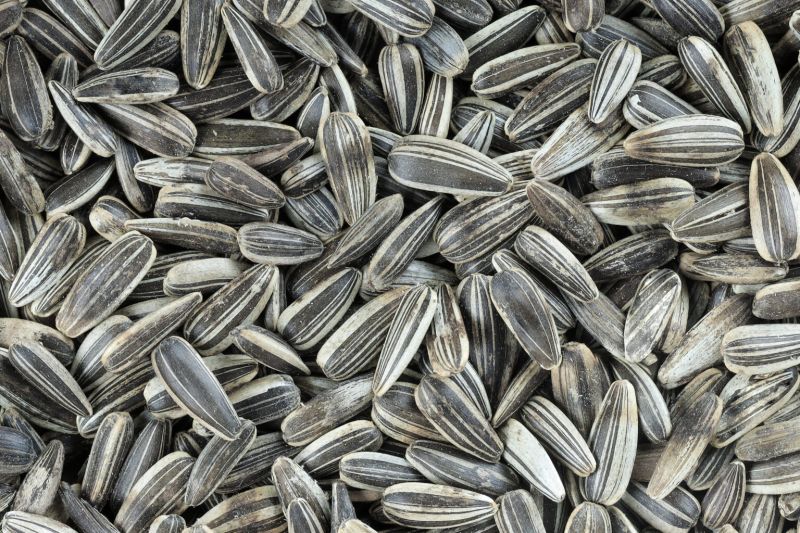 Natural Striped Sunflower Seeds