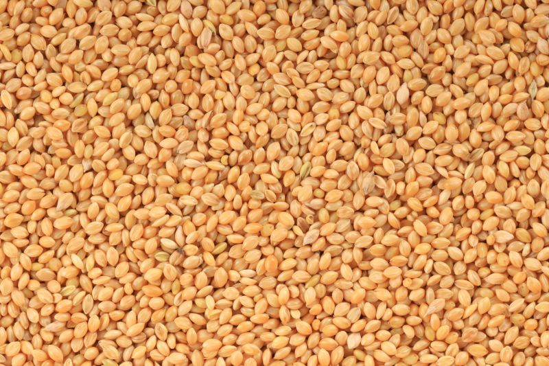 Common Natural Yellow Millet, for Cooking, Cattle Feed, Style : Dried