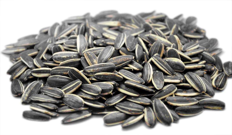 Black Sunflower Seeds, for Agriculture, Shelf Life : 6 Months
