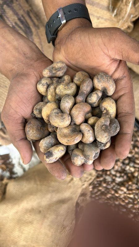 Raw Cashew