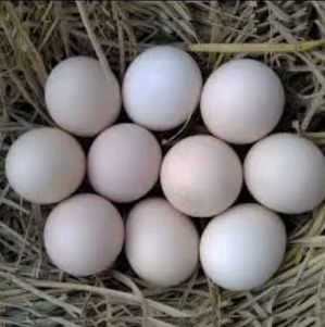 Pure Desi White Chicken Egg, for Bakery, Cooking, Packaging Type : Poultry Trays