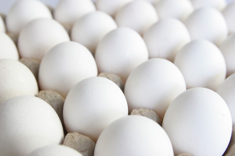 White Organic Chicken Egg, for Bakery, Cooking, Packaging Type : Poultry Trays