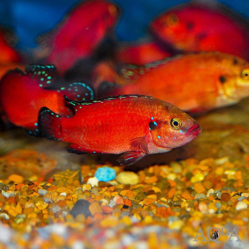 Hemichromis Exsul Aquarium Fish
