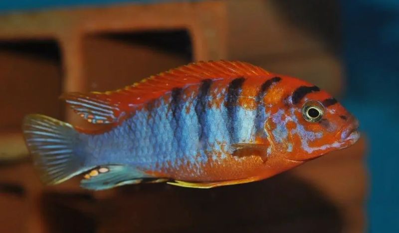 Labidochromis Hongi Super Red Aquarium Fish, Packaging Type : Vaccum ...
