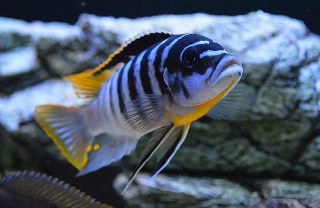 Metriaclima Fainzilberi Luwino Reef Aquarium Fish