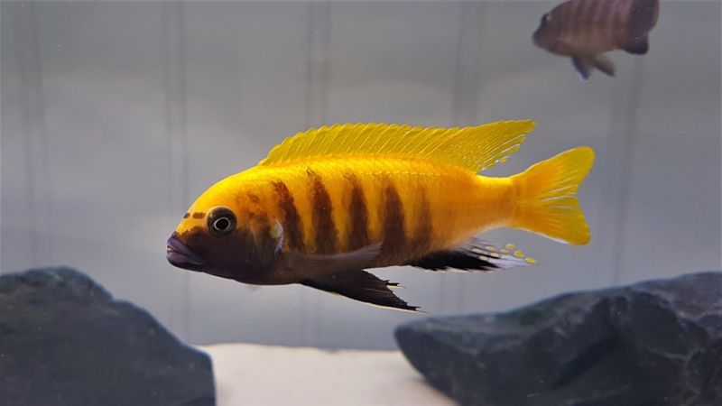 Metriaclima Zebra Gold Aquarium Fish