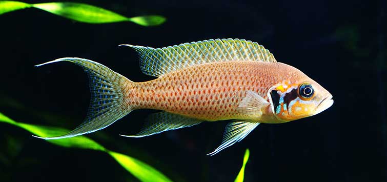 Neolamprologus Brichardi Aquarium Fish, Packaging Type : Vaccum Packed
