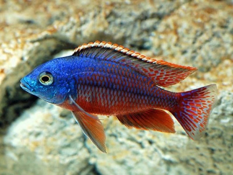 Protomelas Taeniolatus Boadzulu Aquarium Fish